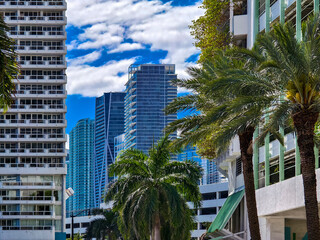 Miami, Florida – Dense high-rise architecture framed by palm trees in Edgewater, as towers like...