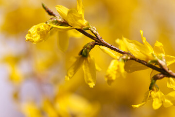 close up beautiful forsythia flowers, yellow petals on the bush, bush full of forsythia flowers, the first early bloomers, yellow sea of flowers, branch with yellow flowers