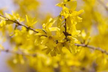 beautiful forsythia flowers, yellow petals on the bush, bush full of forsythia flowers, the first...