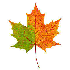 Fototapeta premium Detailed leaves cut out on transparent background (PNG). Perfect for ads, nature designs, or creative projects. High-quality images with realistic textures for versatile graphic use.