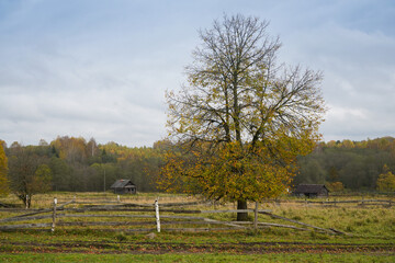 Autumn landscape featuring a lone tree with leaves turning golden and a rustic wooden cabin in the distance, surrounded by a peaceful rural setting under a cloudy sky.