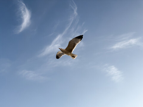 seagull flying against the blue sky with soft clouds. minimalist composition with natural light and airy atmosphere. aesthetic sky background