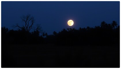 Full moon's light paints the dark forest trees under a vast night sky