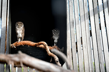 Bird park in Moonlit sanctuary, Melbourne, Australia  (Barn owl)