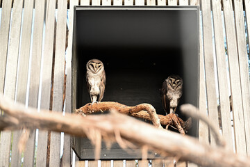 Bird park in Moonlit sanctuary, Melbourne, Australia  (Barn owl)