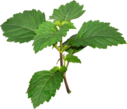  Patchouli leaves (Pogostemon cablin) on a transparent background. Patchouli leaves are the basic ingredient for making essential oils. PNG