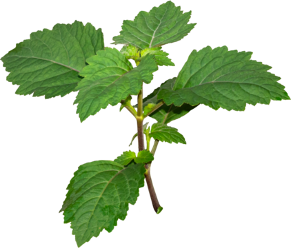  Patchouli leaves (Pogostemon cablin) on a transparent background. Patchouli leaves are the basic ingredient for making essential oils. PNG