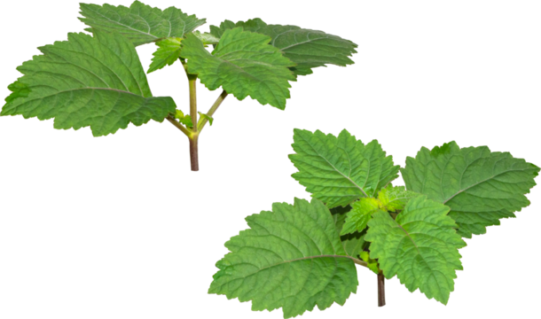  Patchouli leaves (Pogostemon cablin) on a transparent background. Patchouli leaves are the basic ingredient for making essential oils. PNG