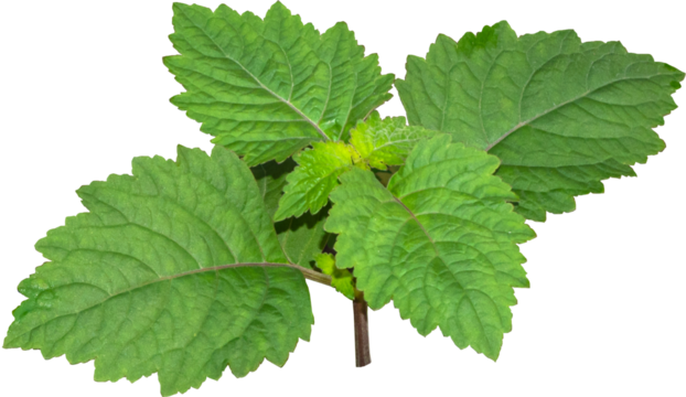  Patchouli leaves (Pogostemon cablin) on a transparent background. Patchouli leaves are the basic ingredient for making essential oils. PNG