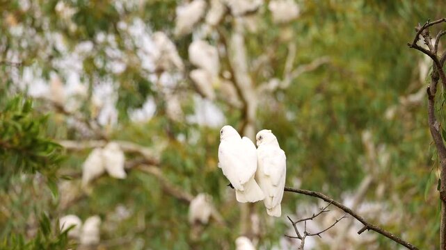 Long-Billed Corellas Perched in Geelong Trees
