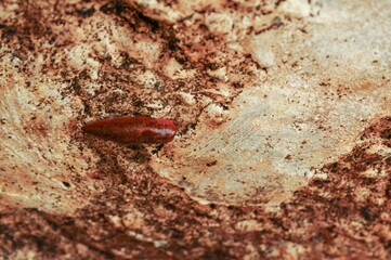 A vibrant red slug on a rough, textured surface, showcasing nature's intricate details.