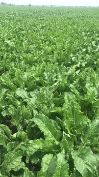 Sugar beet in the fields. By the second half of summer under a beautiful sky, the plants had gained a good mass of leaves. The root of the commercial crops of beautiful plants is being formed