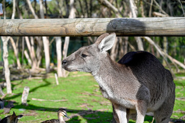 Kangaroo on grass, Moonlit sanctuary, Melbourne, Australia