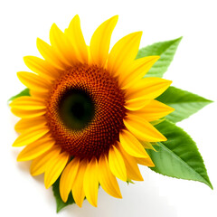 sunflower on white background