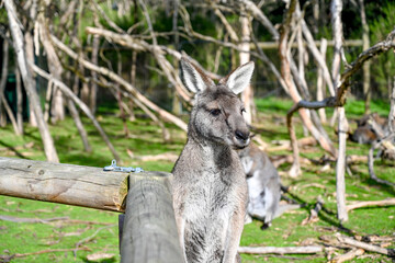 Kangaroo on grass, Moonlit sanctuary, Melbourne, Australia