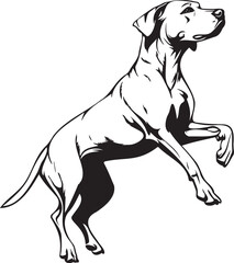 jumping Rhodesian Ridgeback dog