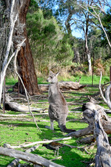 Kangaroo on grass, Moonlit sanctuary, Melbourne, Australia
