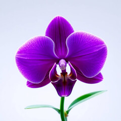 purple orchid isolated on white background