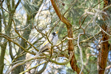 Moonlit sanctuary, Melbourne, Australia (Noisy miner)