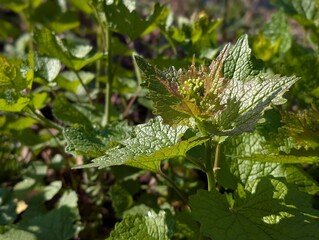 Garlic Mustard (Alliaria petiolata)