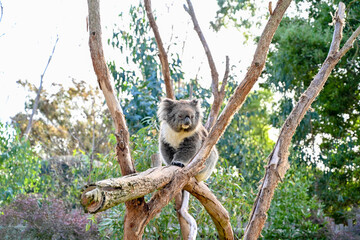 Melbourne VIC, Australia - Jun 01, 2023: Moonlit sanctuary, Melbourne, Australia (Koala close-up)
