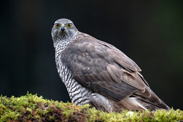 Fototapeta premium Goshawk portrait in the forest early in the morning