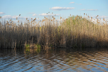 Tranquil scene of towering reeds along a calm waterbody under a blue sky, capturing the essence of nature's beauty and serenity with gentle cloud formations in the background.