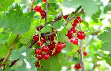 Close-up of vibrant red currant berries on a branch with lush green leaves