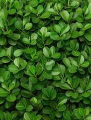 Lush Green Leaves Background Texture for Nature Inspired Designs