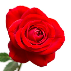 red rose isolated on white