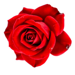 red rose on white background
