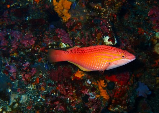 Pseudolabrus eoethinus in Oshima, Tokyo, Japan