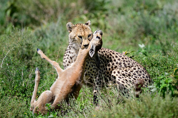 a cheetah hunt and suffocate a gazelle