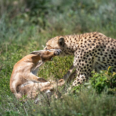 a cheetah hunt and suffocate a gazelle