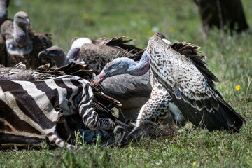 vultures fighting over a dead zebra body