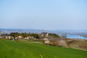 Rochusberg, April 2025
