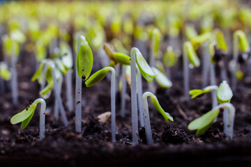 group of sprouting plant seeds coming up from the earth