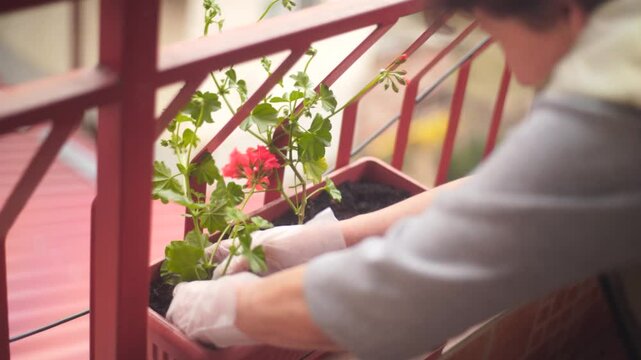 A woman planting geranium flowers on a terrace closeup