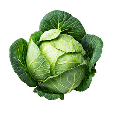Obraz premium Fresh green cabbage on Transparent Background