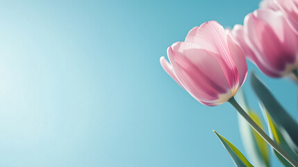 Close up of pink tulips in sunlight against a bright blue sky background with copy space.