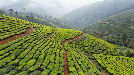 Green plants in a field, likely for tea or spices. Agriculture with rows of plants.