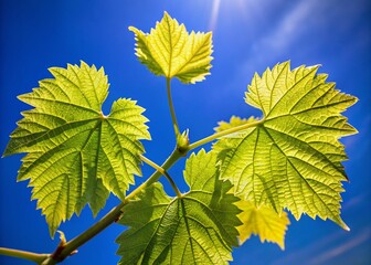 Lush Young Grape Leaves Against Vivid Blue Sky - Aerial View