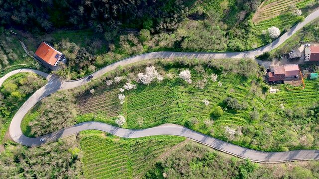 Straight from above aerial view of a curvy winding road among green grapevines agricultural landscape with three cars driving
