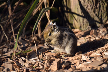 Chinese Chipmunk eating on the ground