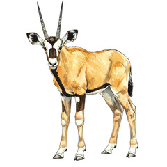 Illustration of a gemsbok antelope standing on a black background