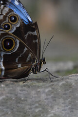 Blue Morpho Butterfly