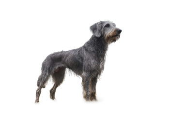 An Irish Wolfhound standing proudly with a majestic posture in a meadow isolated on white background PNG