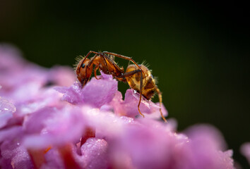 A CloseUp Look at an Camponotus nicobarensis workster resting on a Pink Flower Surrounded by Natures Breathtaking Beauty