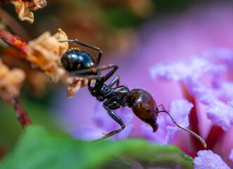 An UpClose View of an messor barbarus Ant on a Beautiful Blossom in the Heart of Natures Splendor