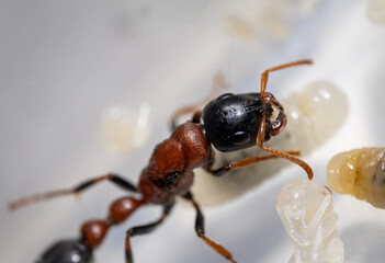 A stunning closeup photograph of an Tetraponera rufonigra ant caring for its larvae within its nest habitat